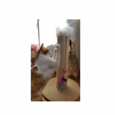rascador para gatos
