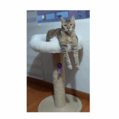 Rascador para gatos