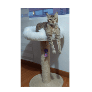 Rascador para gatos