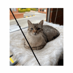 Hamaca de Ventana para Gato