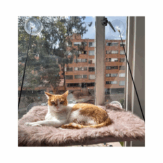 Hamaca de Ventana para Gato