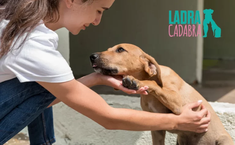 ¿Cómo ayudar a una mascota abandonada?