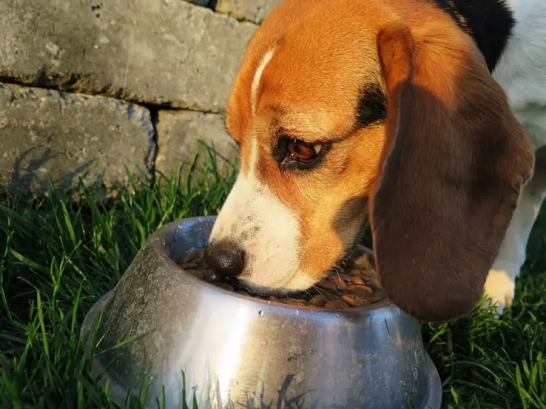 ¿Por qué tu perro o gato debe usar un plato antirreflujo?
