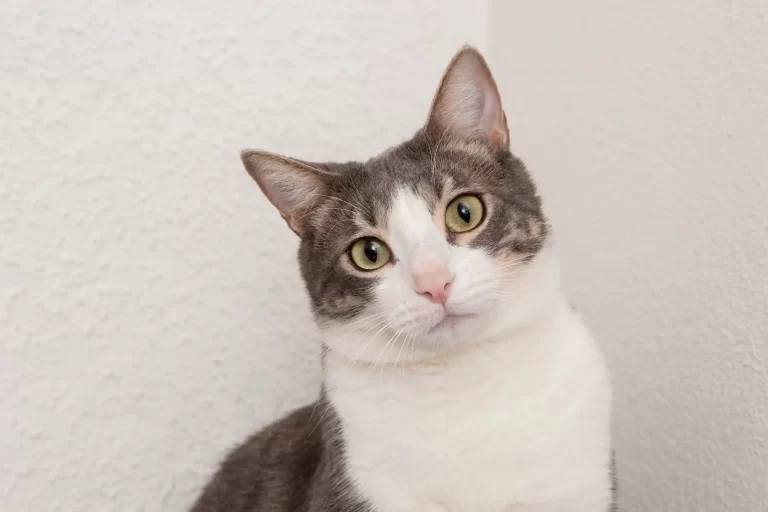 Recetas para gatos: Dale un toque de sabor al lick mat