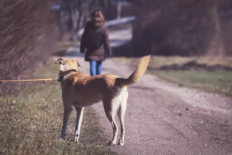 Historia de un perro abandonado
