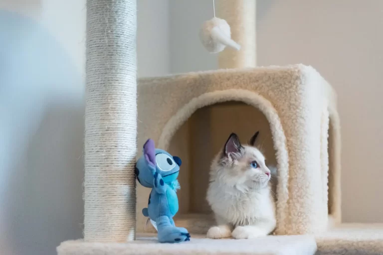 Tips para enseñarle a tu gato a usar su rascador