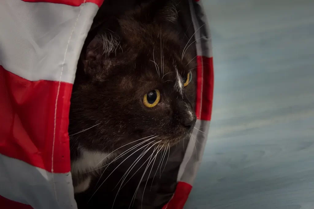 Juguetes para gato