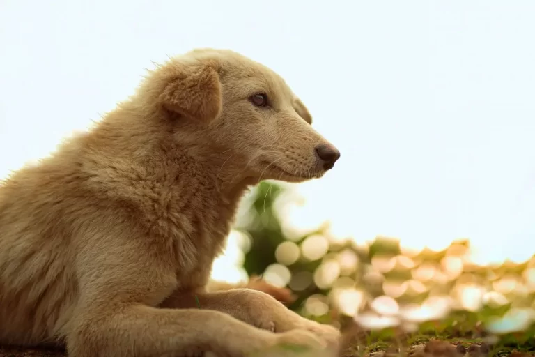 Mascotas perdidas: Guía definitiva con lo que debes hacer