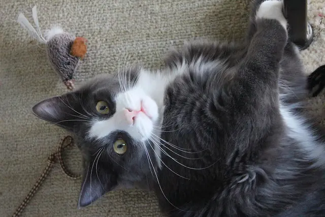 ¿Cómo escoger los juguetes para gatos según su personalidad?