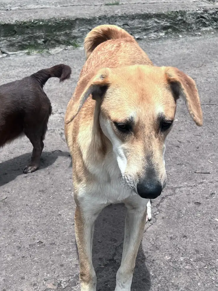 razas de perros criollos