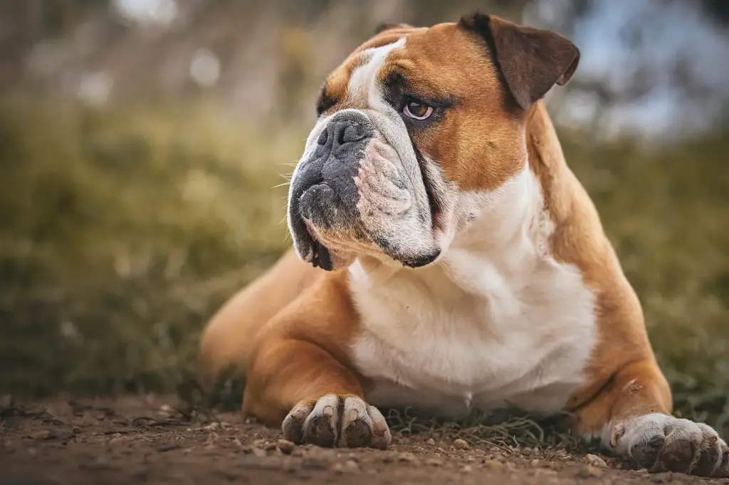 razas de perros bull dog