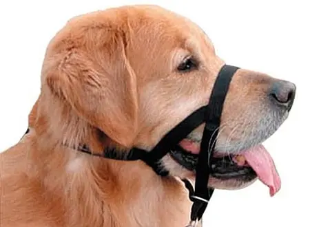 pechera para perro mal puesta