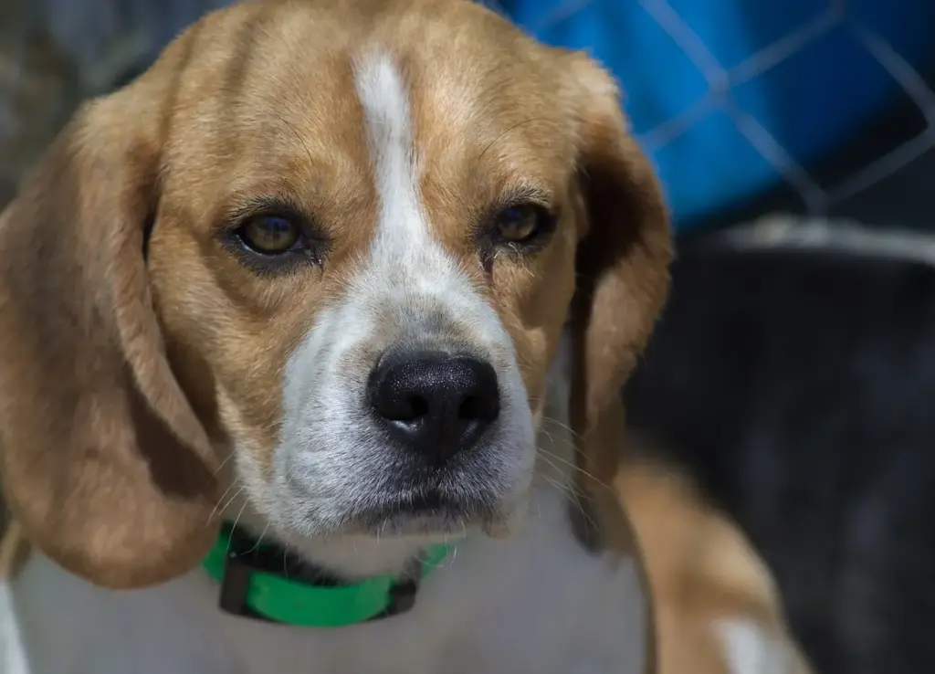 razas de perros beagle