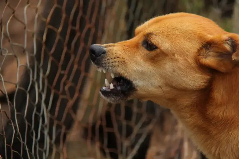 ¿Qué hacer si un perro te muerde?