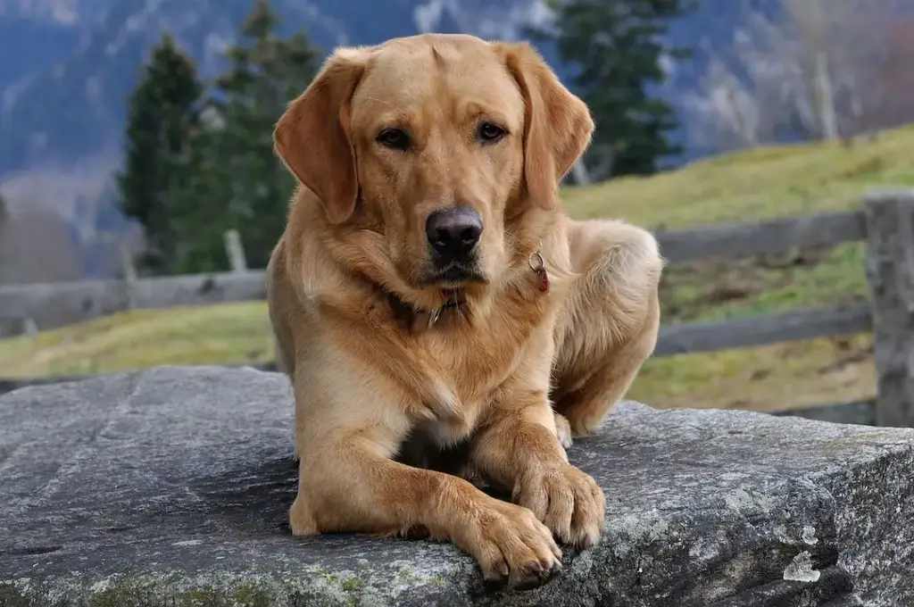 razas de perros goilden retriver