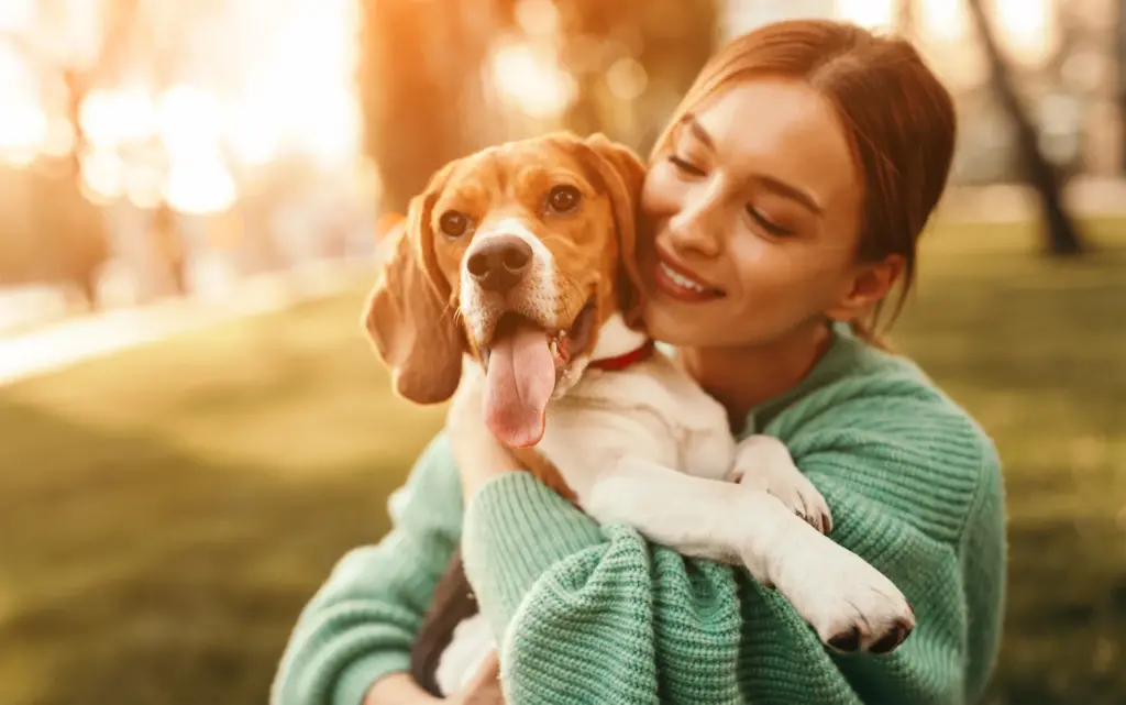 razas de perros beagle