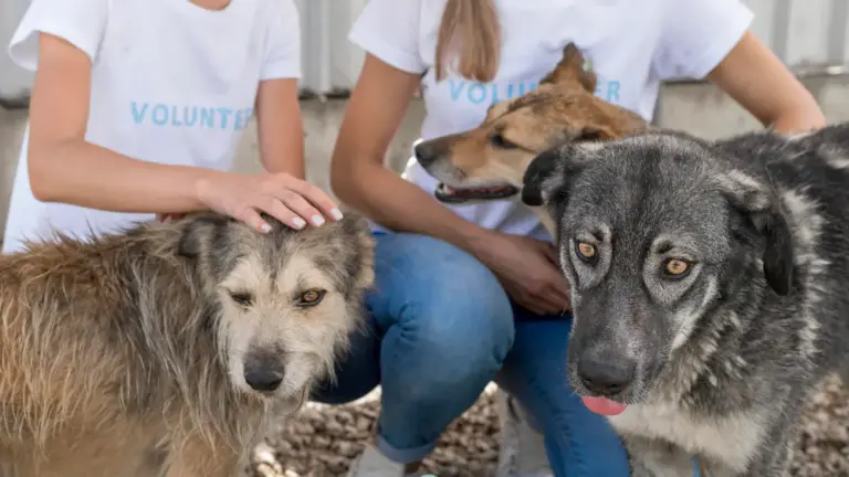 Adoptar una mascota, una decisión que cambiará tu vida