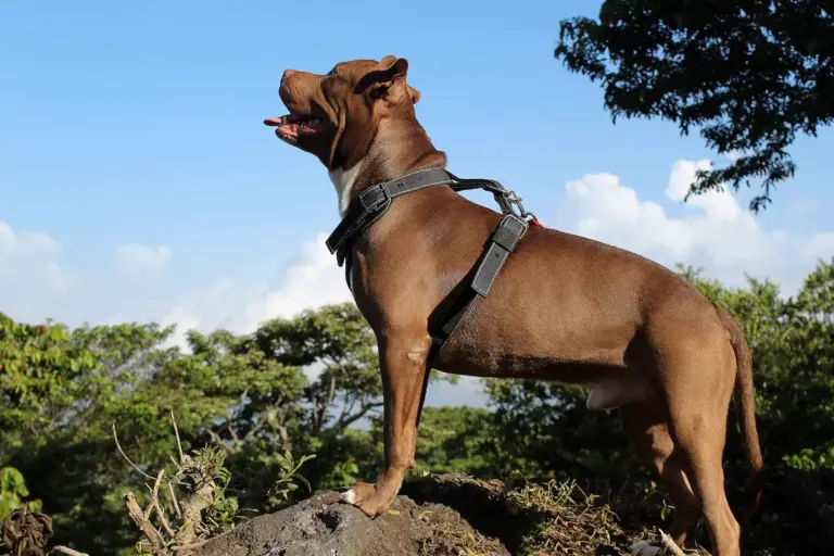 Pecheras para perros: ¿Cómo elegir la indicada?
