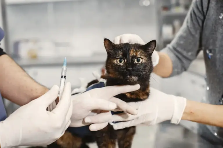 Conoce los cuidados y vacunas que debes tener con tu mascota