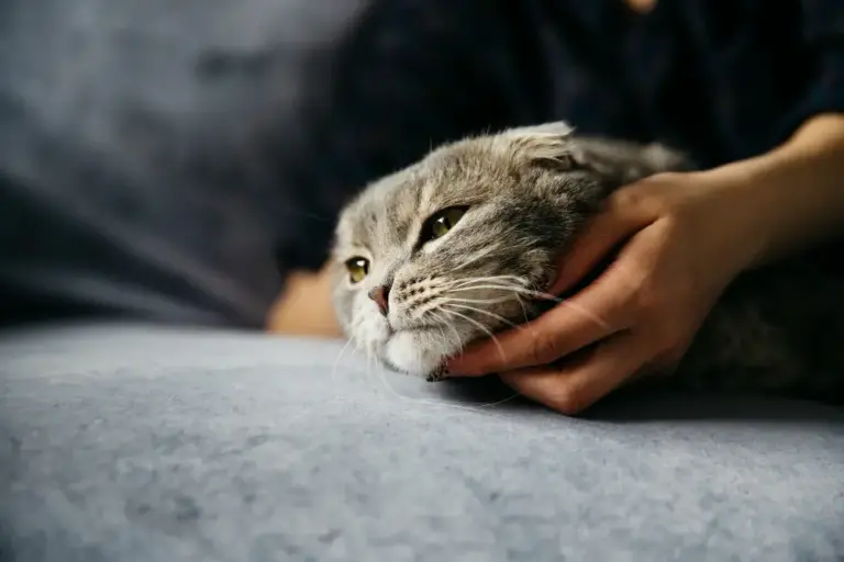 ¿Qué es el duelo anticipado por la pérdida de una mascota?
