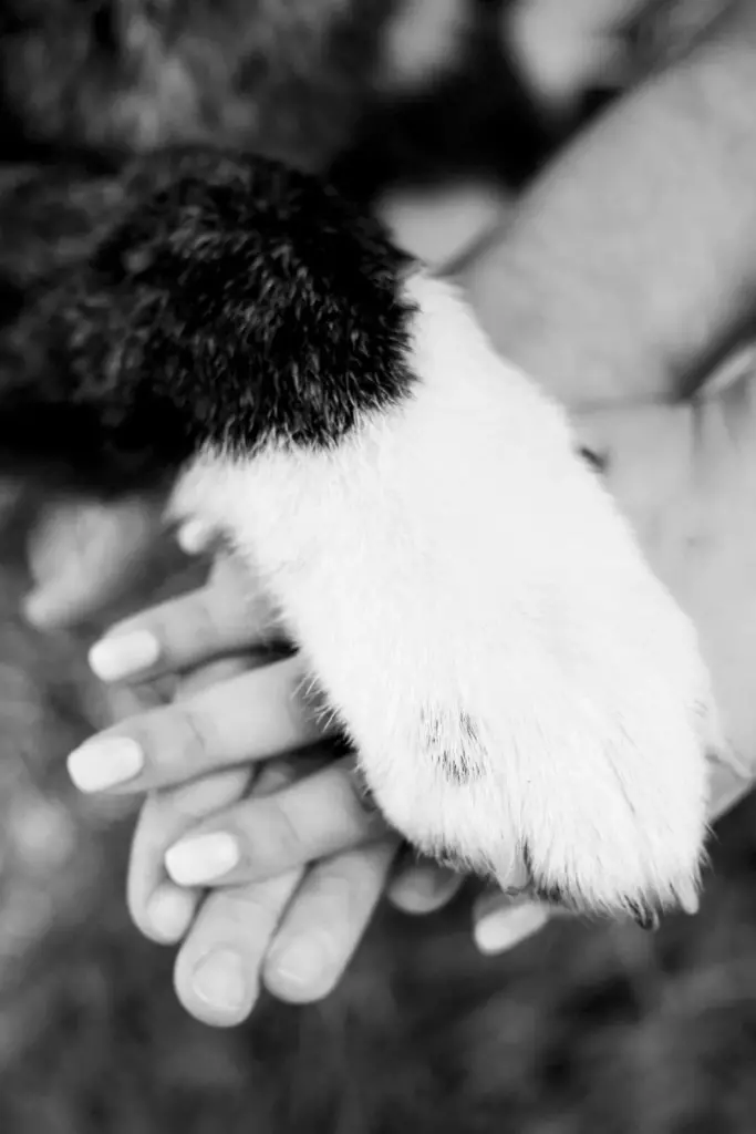 perdida de una mascota