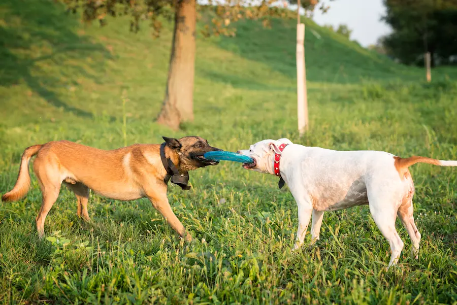 Perros jugando