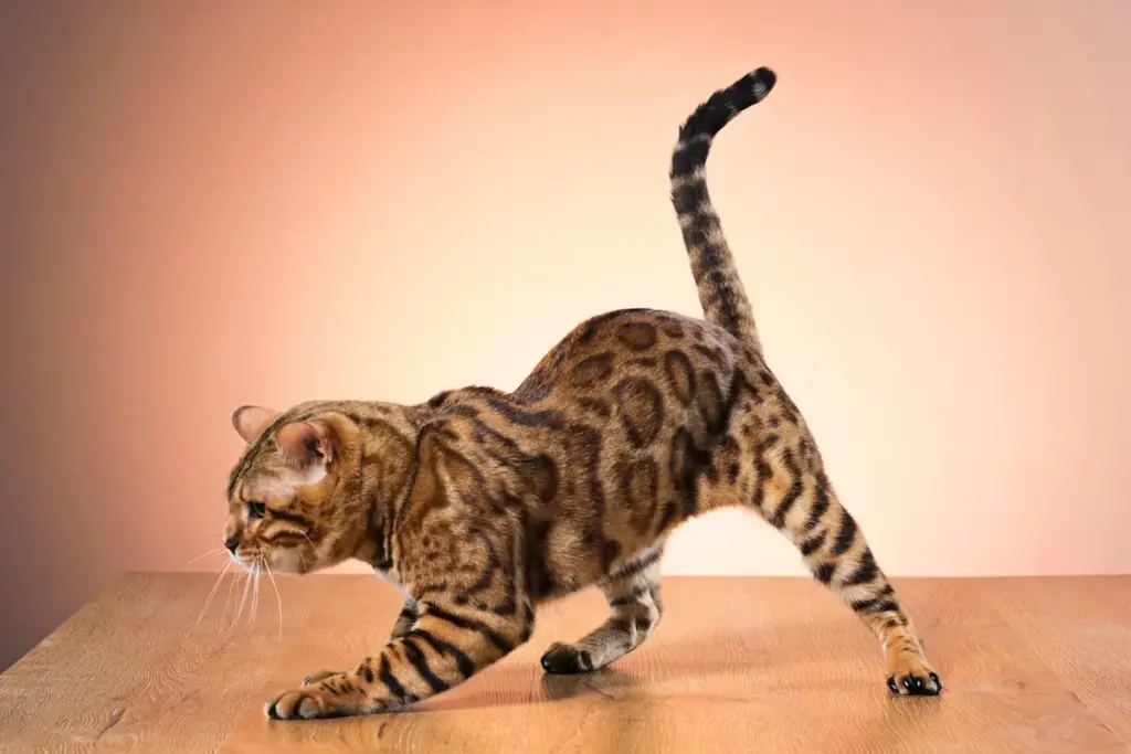 Gato pequeño manchado