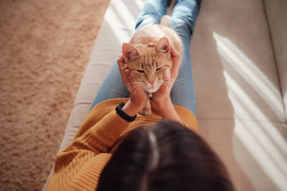 Gato naranja