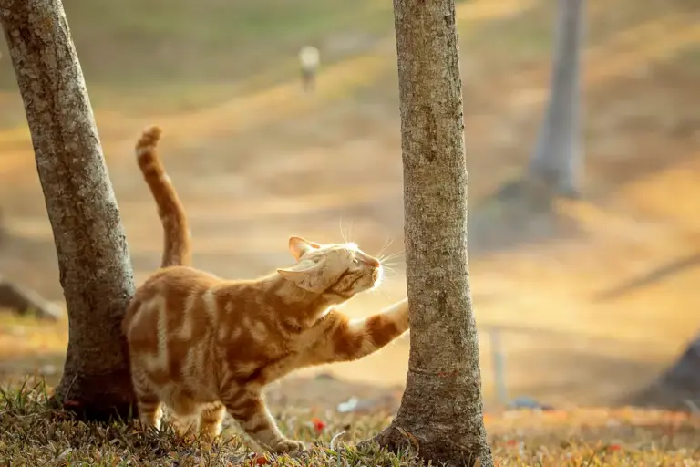 Mascotas en la naturaleza