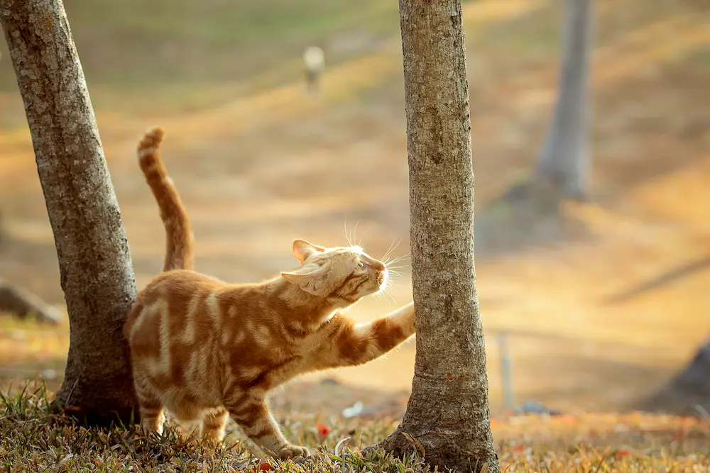 Mascotas en la naturaleza