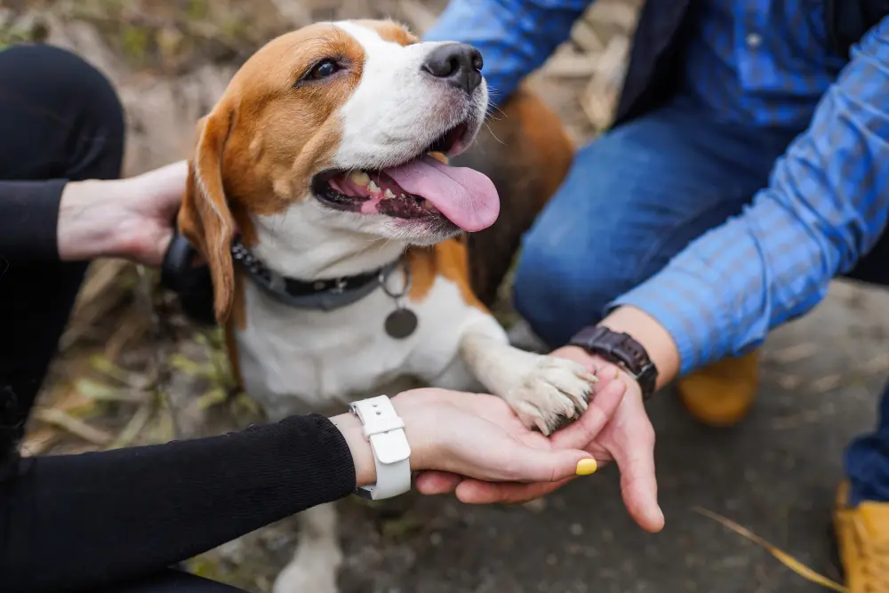 Adoptar una mascota