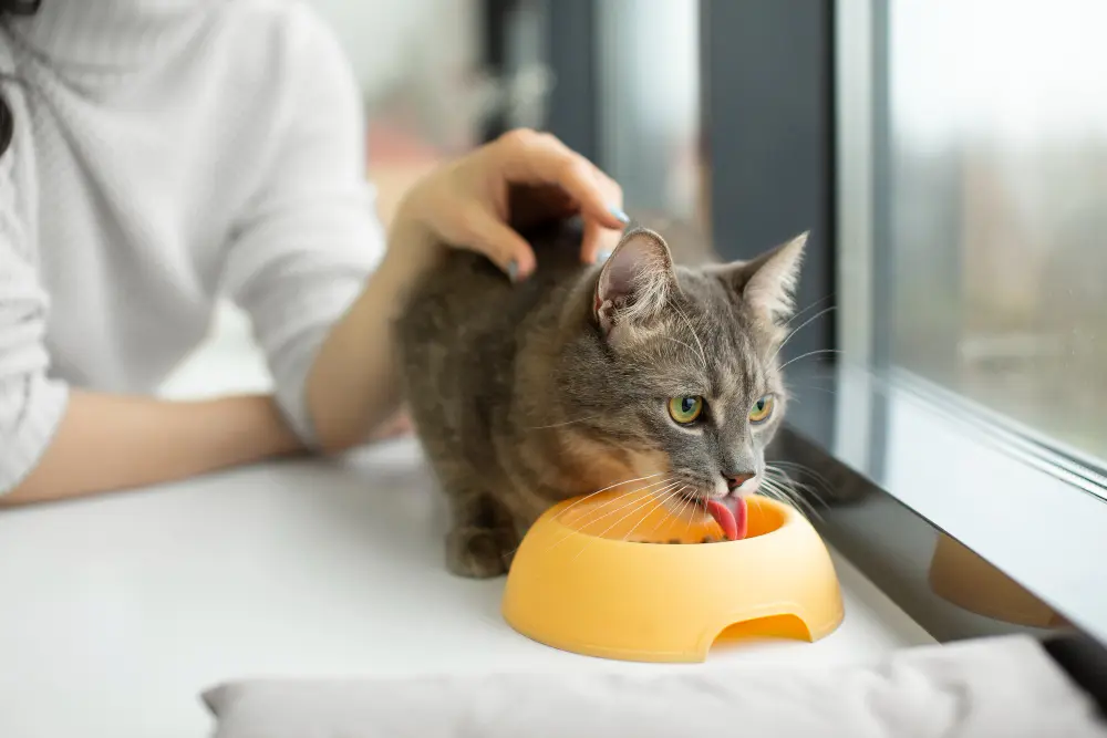 Recetas para gato