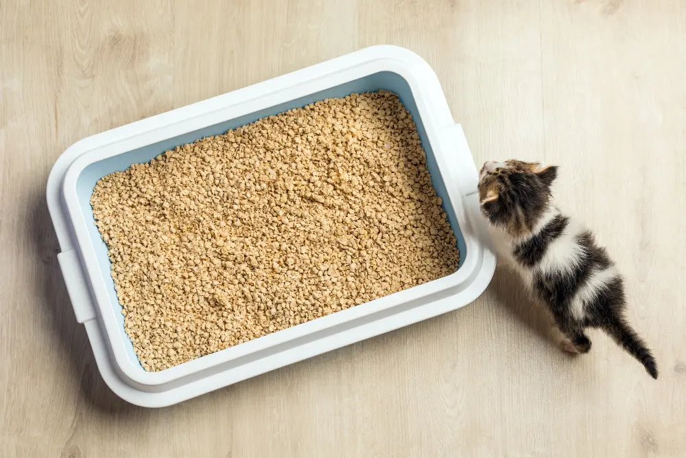 Gato con arena para gatos
