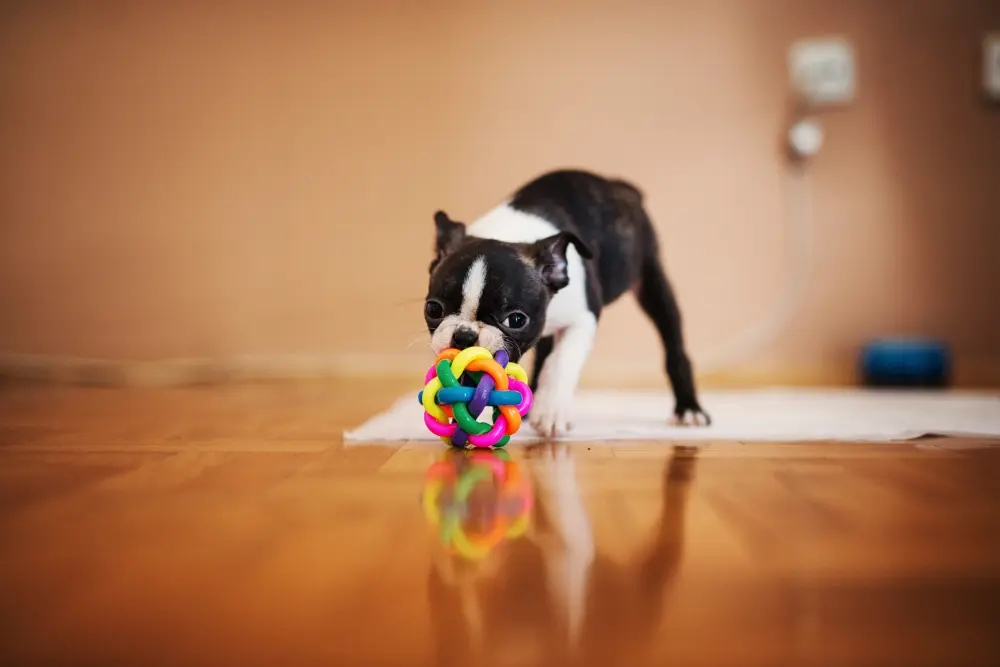 juguete para perro