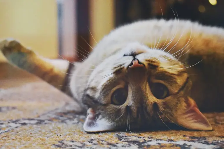 Cambios de comportamiento en gatos: Entendiendo a tu michi