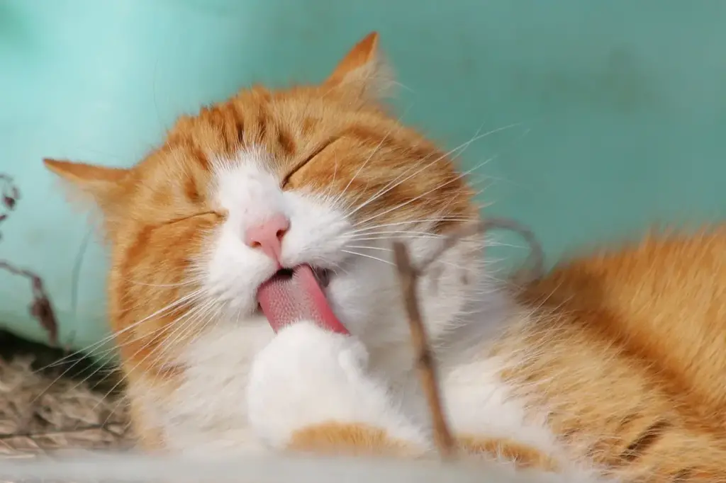 cambios de comportamiento de gato