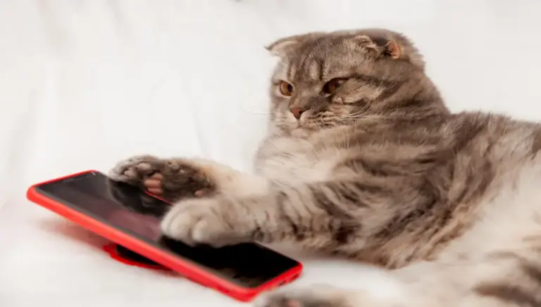 Los mejores juegos para gatos online