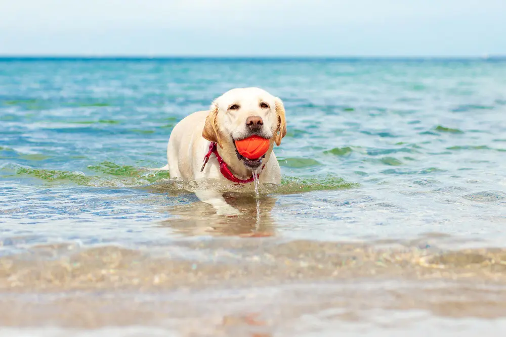 refrescar a tu perro en el mar