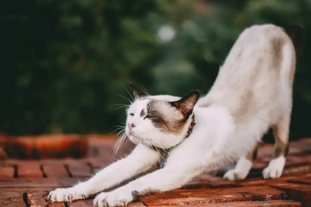 gato estirando - comportamiento de gato