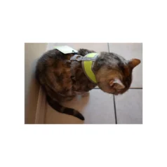 kit para mascotas