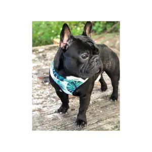 199 kit para perros
