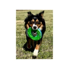 Frisbee para perro