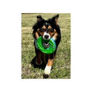 125 Frisbee para perro