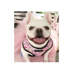 kit para perros