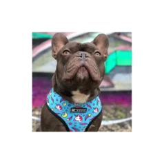 kit para perros