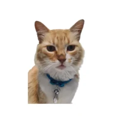 Collar para gato