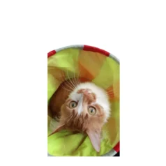 túnel para gato