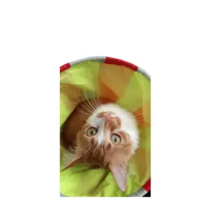 túnel para gato túnel para gato