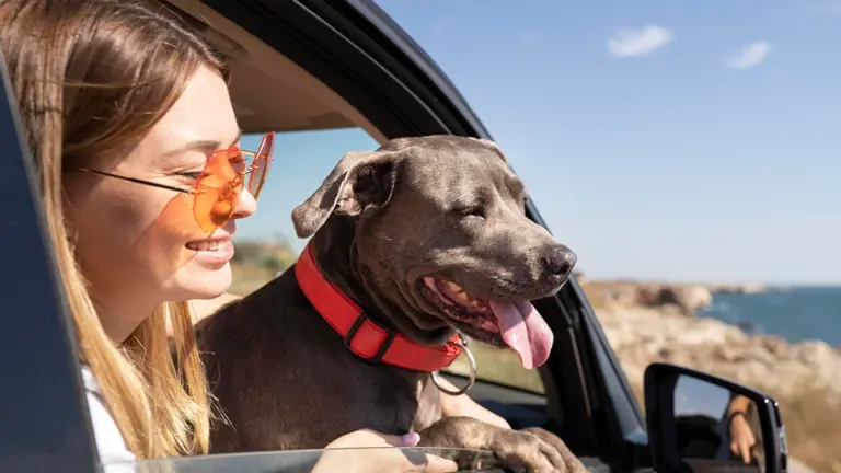 ¿Cómo viajar segur@ con tu mascota?