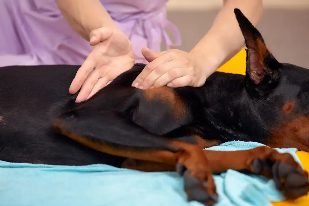 Terapia alternativas para mascotas